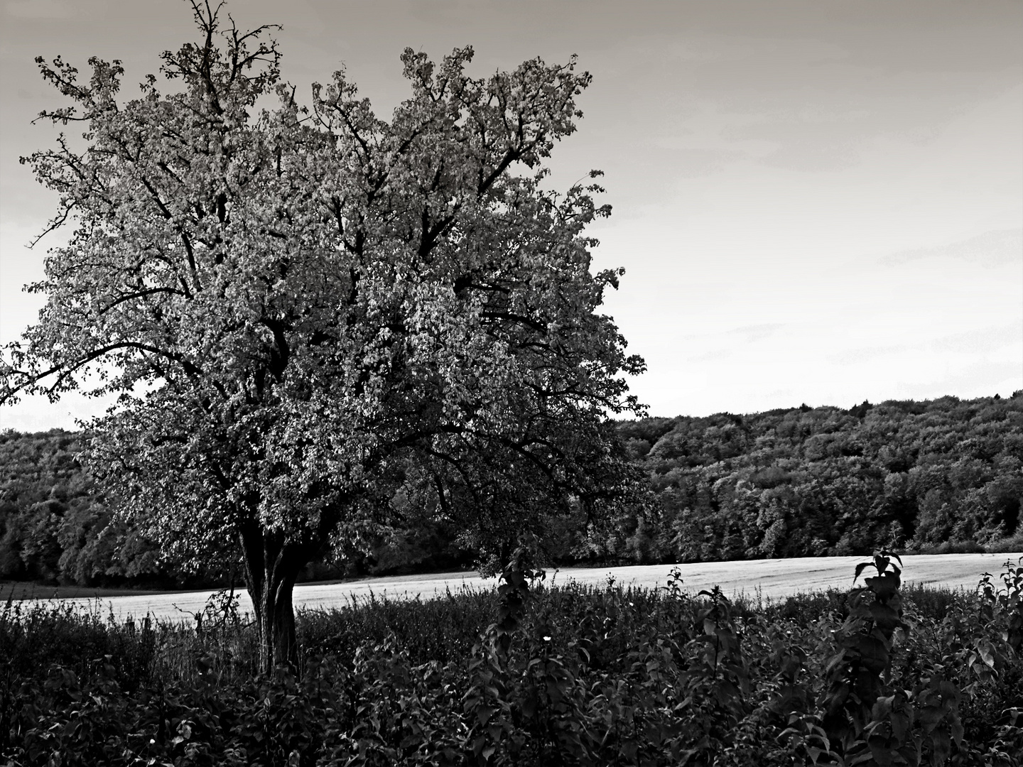 Baum im Münsterland