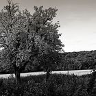 Baum im Münsterland