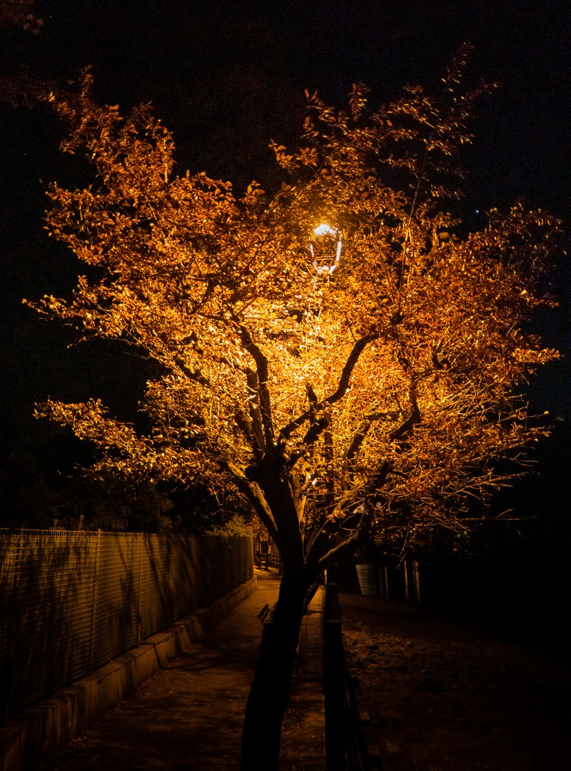 Baum im Nachtlicht 