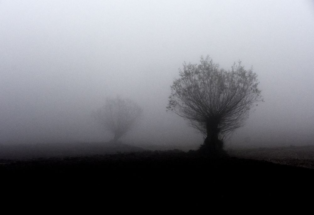 Baum im Nebel 01