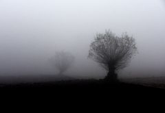 Baum im Nebel 01