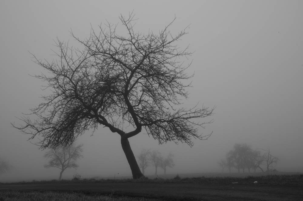 Baum im Nebel