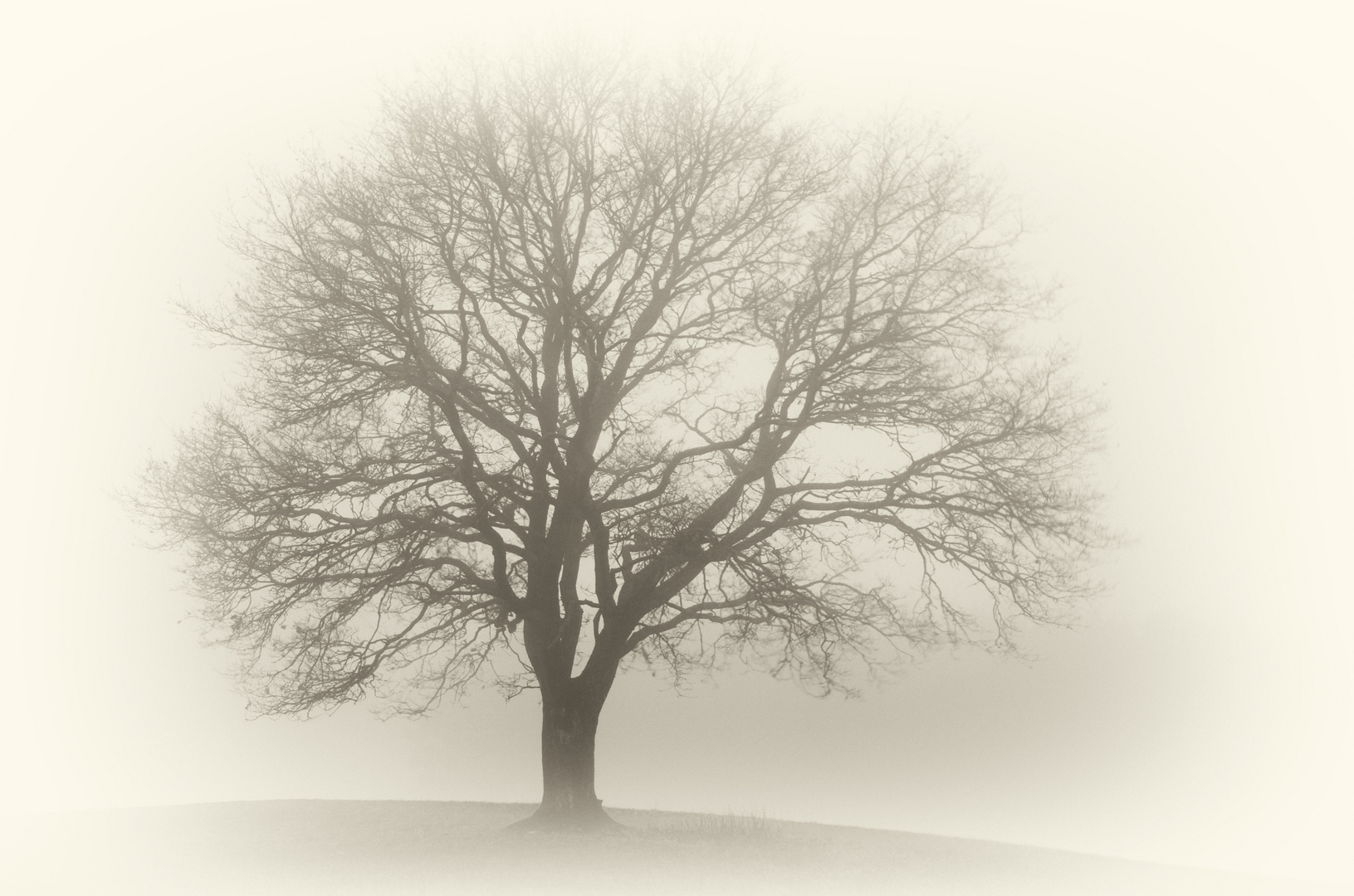 Baum im Nebel