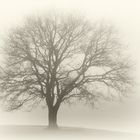 Baum im Nebel