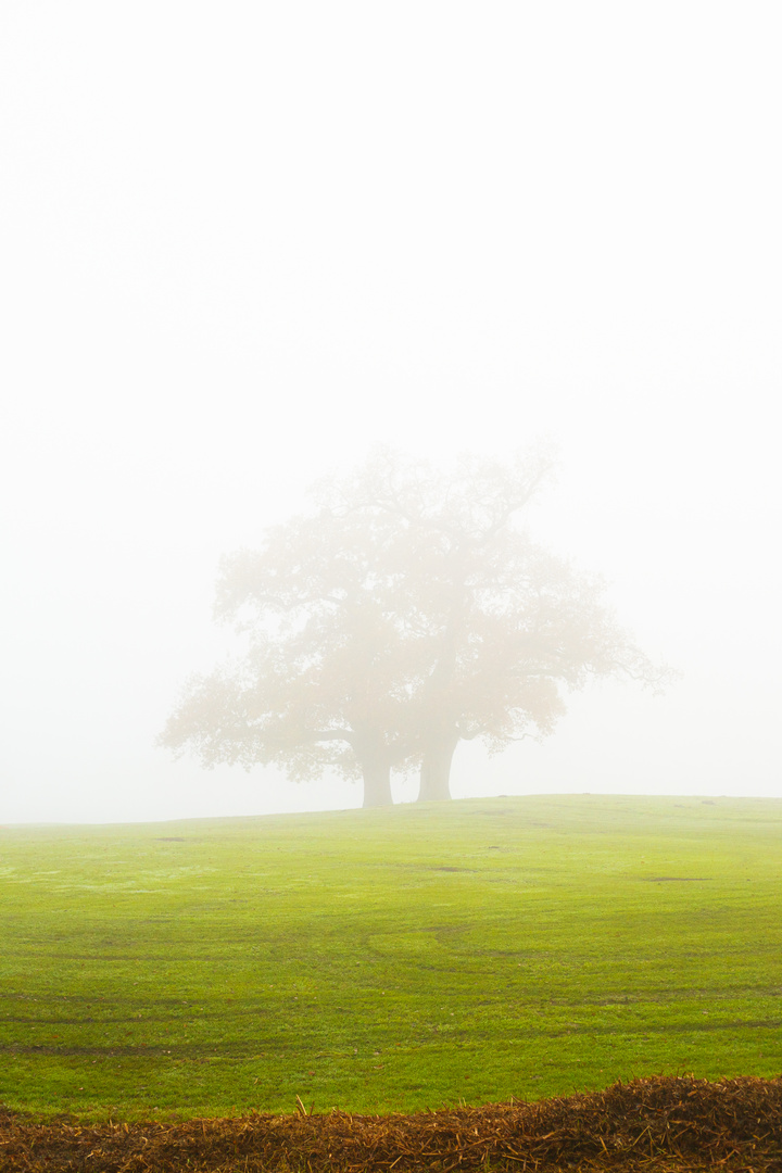 Baum im Nebel