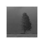 Baum im Nebel