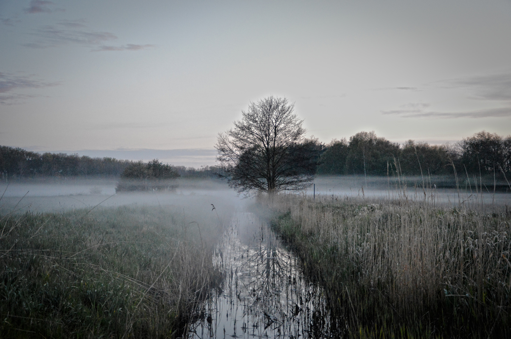 Baum im Nebel