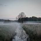 Baum im Nebel