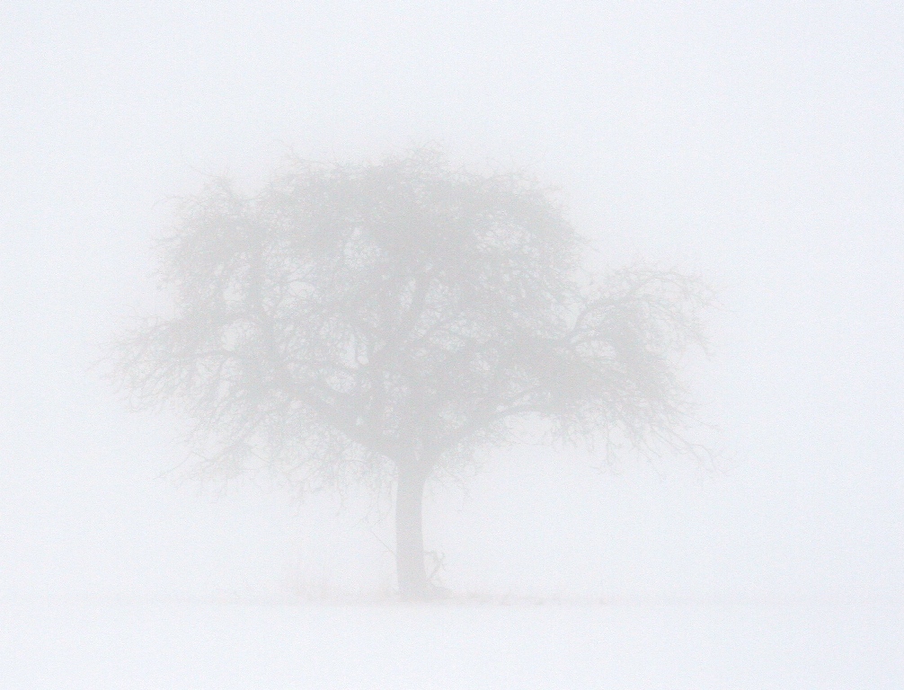 Baum im Nebel