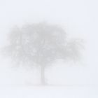 Baum im Nebel