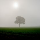 Baum im Nebel