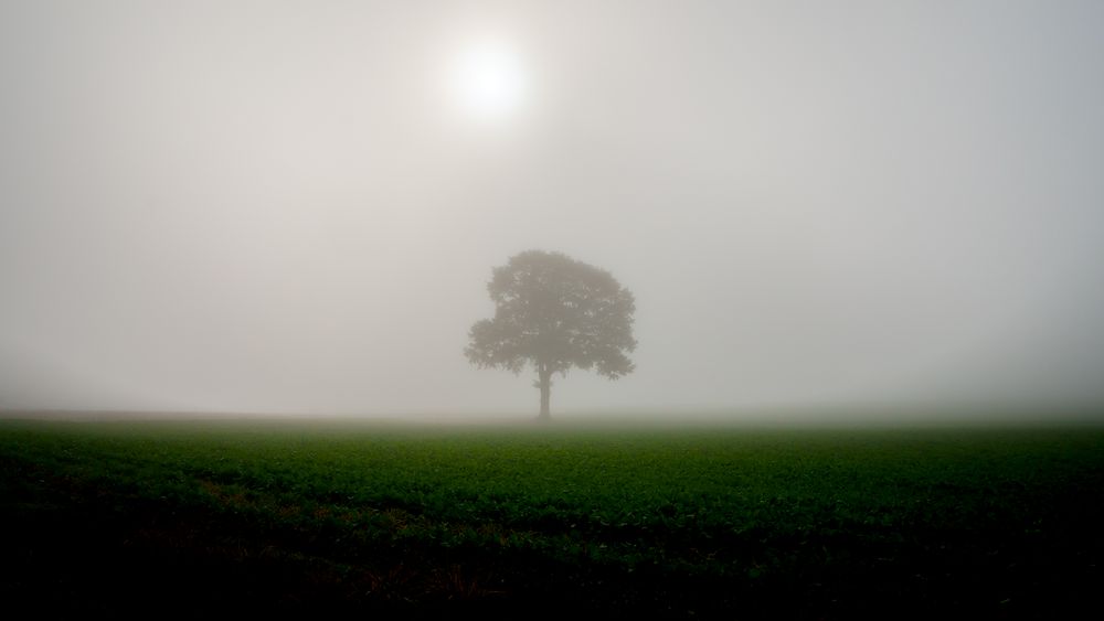 Baum im Nebel