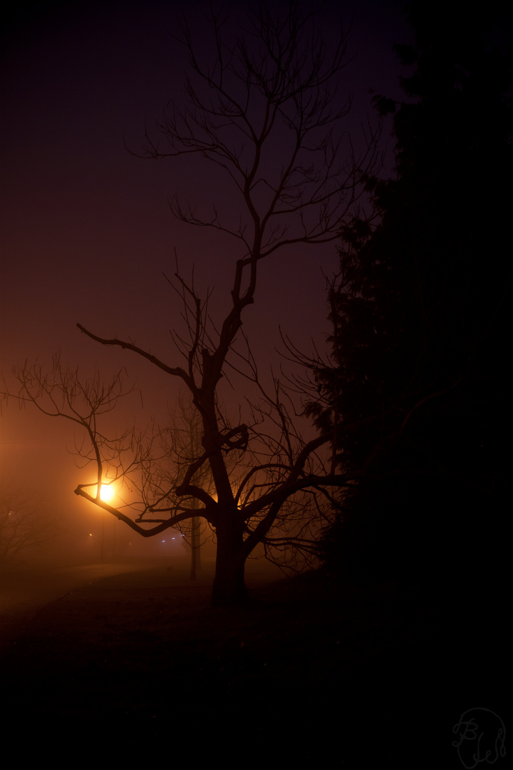 Baum im Nebel 1