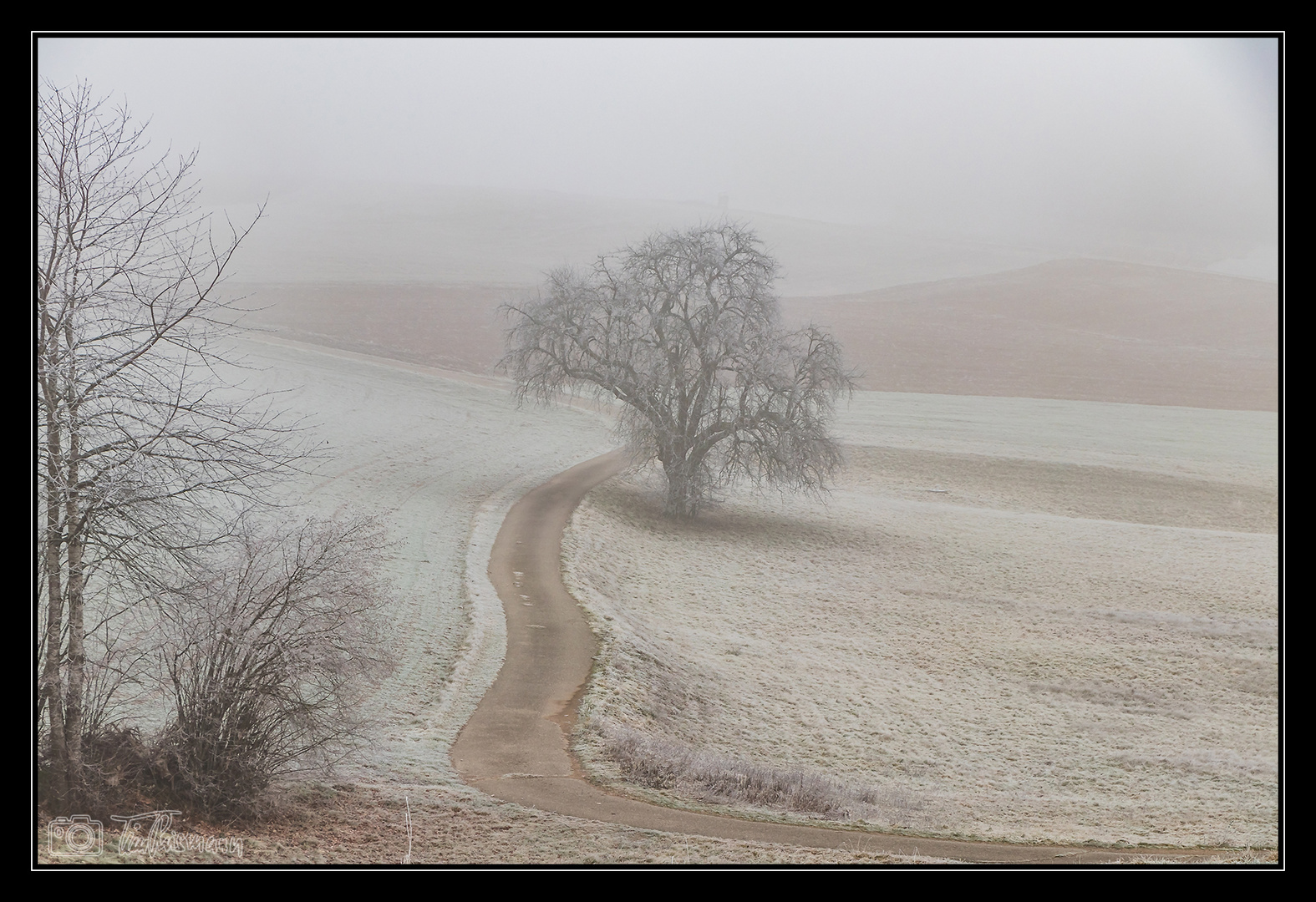 Baum im Nebel