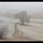 Baum im Nebel