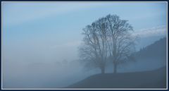 Baum im Nebel