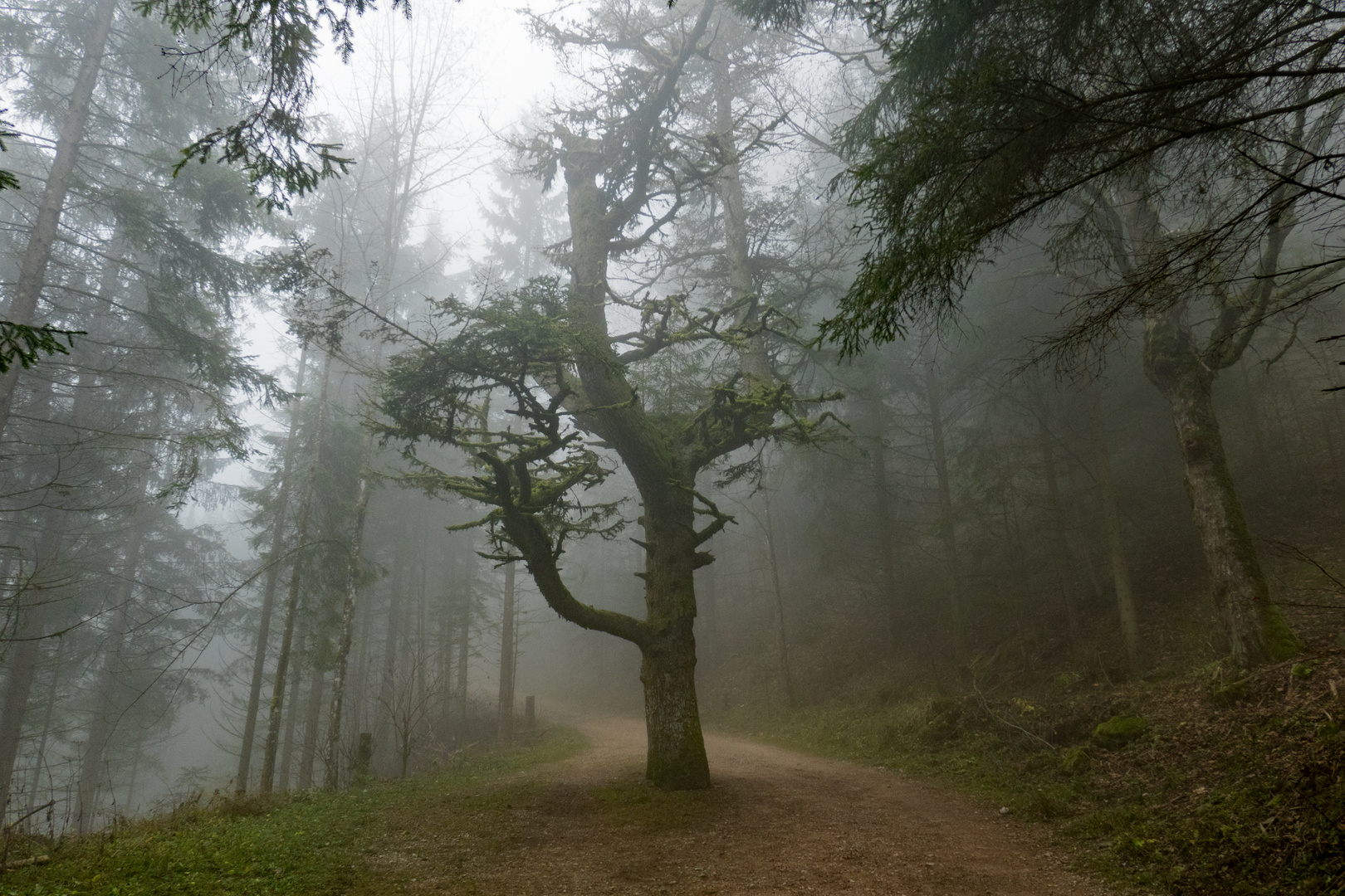 Baum im Nebel 1/2