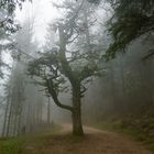 Baum im Nebel 1/2