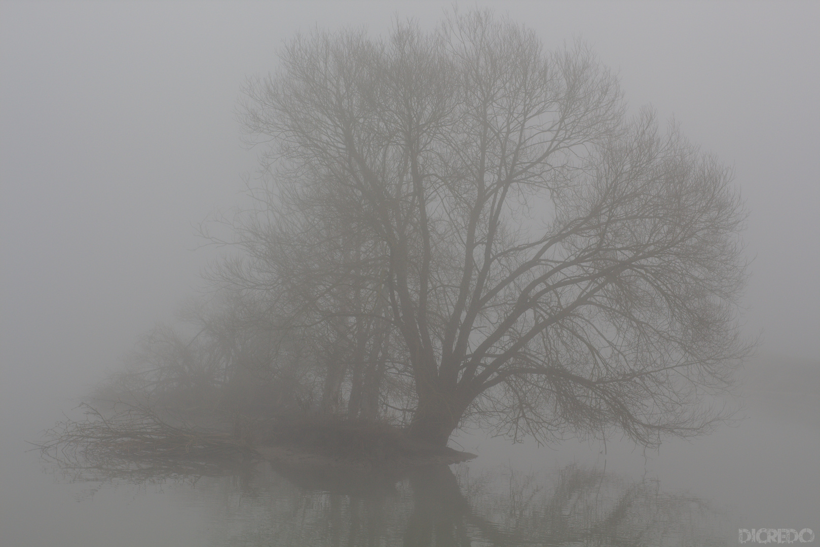 Baum im Nebel