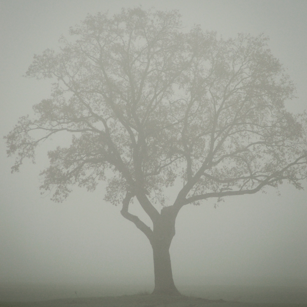 Baum im Nebel 