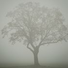 Baum im Nebel 