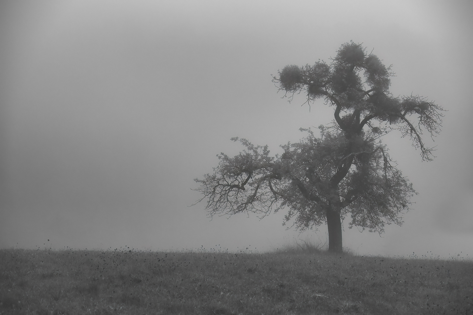 Baum im Nebel