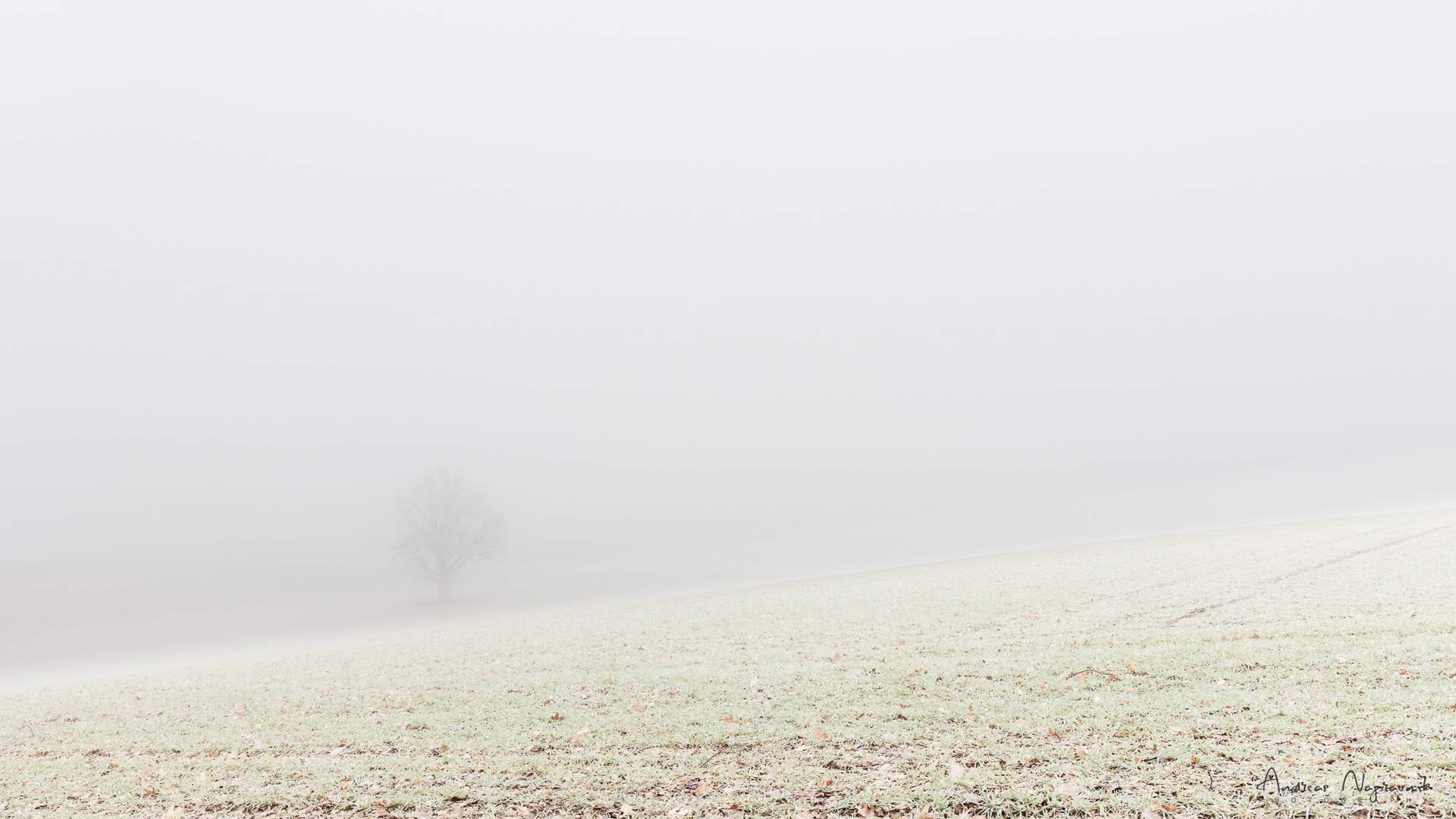 Baum im Nebel