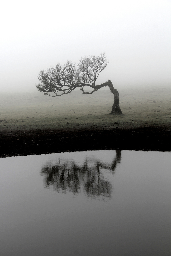 Baum im Nebel