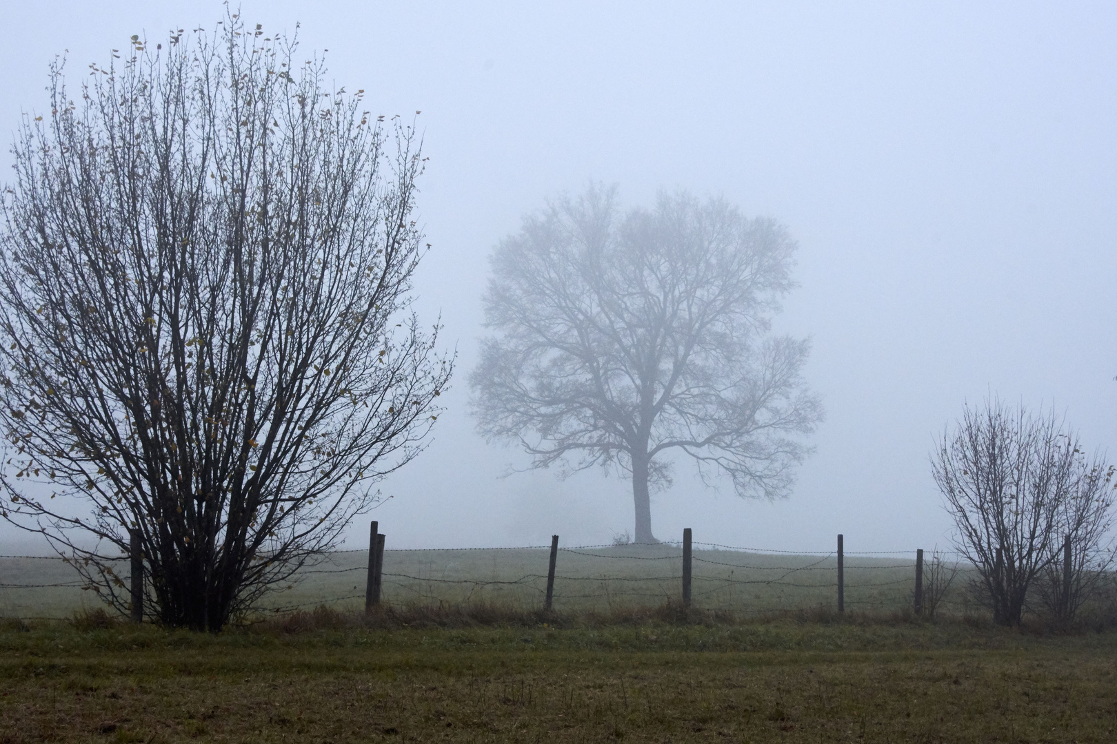 Baum im Nebel