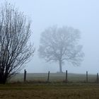 Baum im Nebel