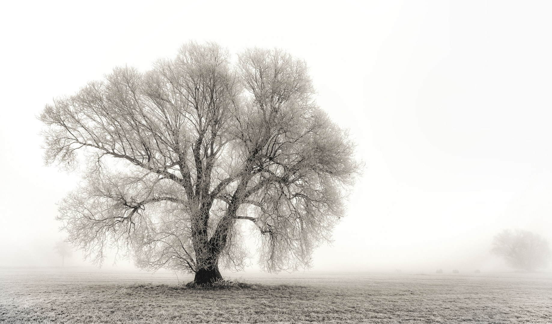 Baum im Nebel