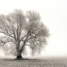 Baum im Nebel