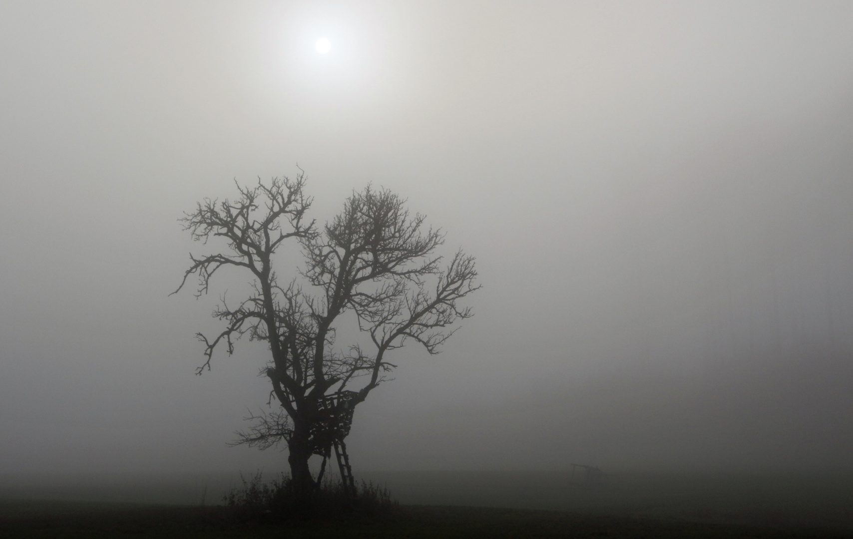 Baum im Nebel