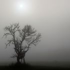 Baum im Nebel