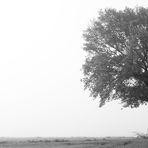 Baum im Nebel 2