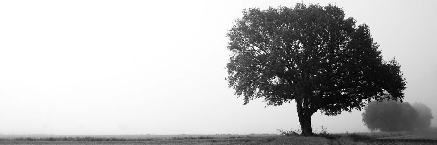 Baum im Nebel 2