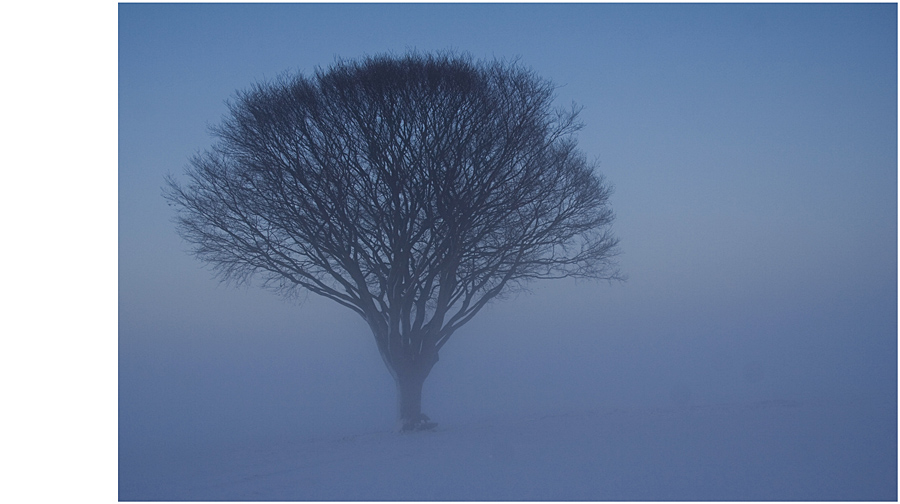 Baum im Nebel 2
