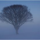 Baum im Nebel 2