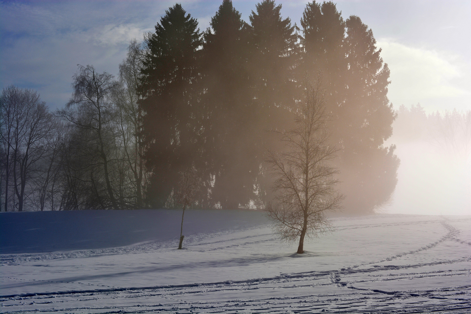 Baum im Nebel