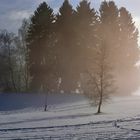 Baum im Nebel