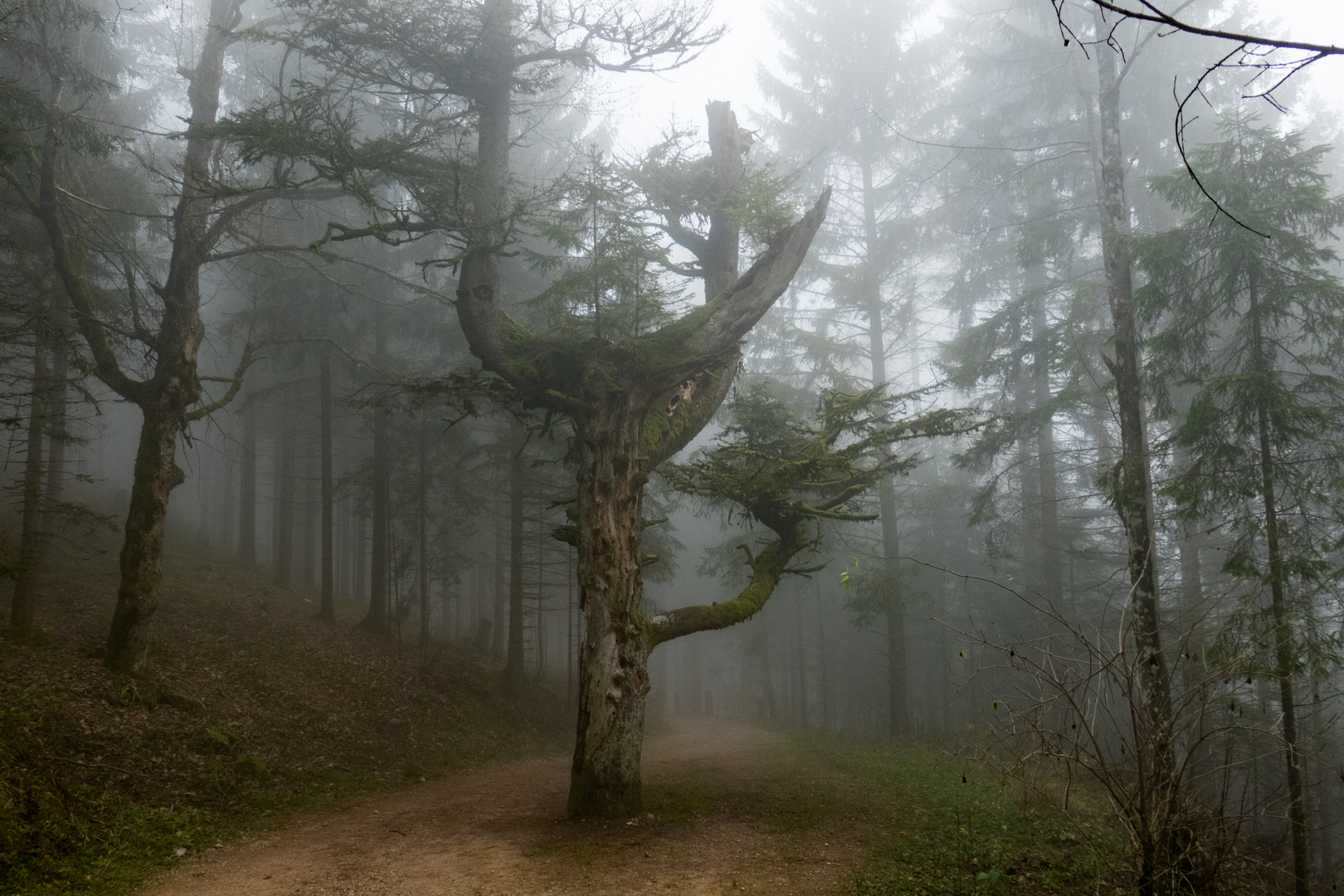 Baum im Nebel 2/2