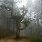 Baum im Nebel 2/2