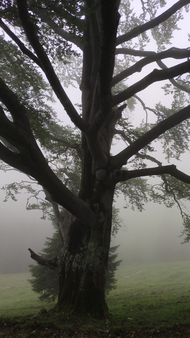 Baum im Nebel