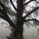 Baum im Nebel