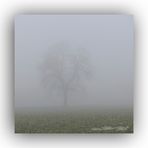 Baum im Nebel