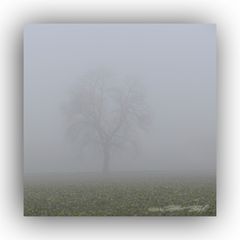 Baum im Nebel