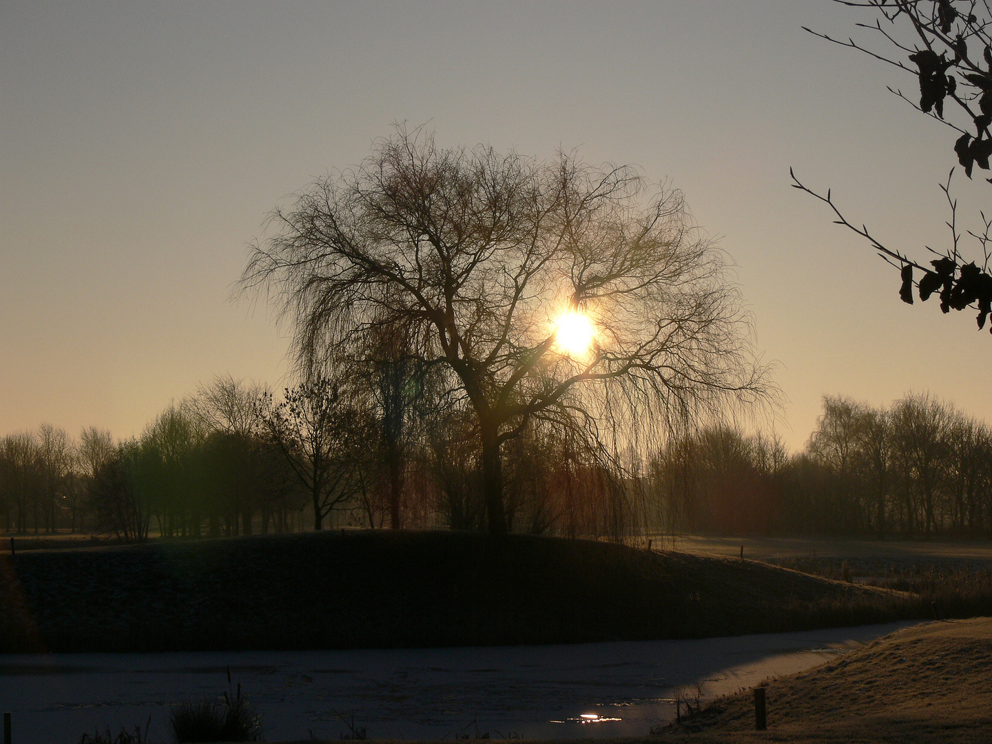 baum im nebel