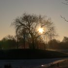 baum im nebel