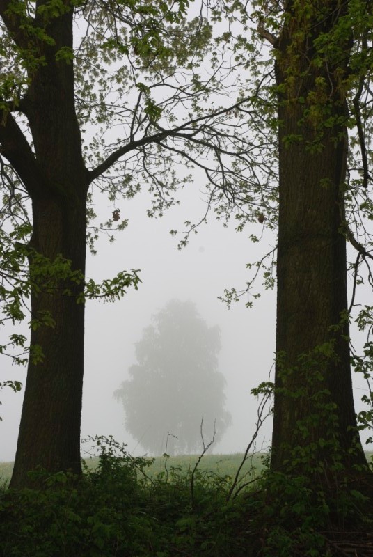 Baum im Nebel