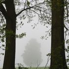 Baum im Nebel